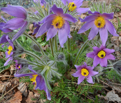 Pulsatilla vulgaris – Küchenschelle, Gewöhnliche Kuhschelle