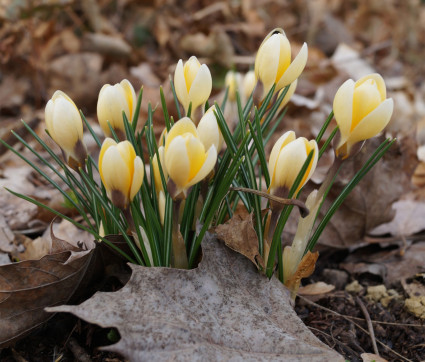 Crocus chrysanthus 'Cream Beauty' – Balkan-Krokus