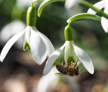 Galanthus nivalis – Kleines Schneeglöckchen