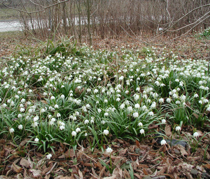 Leucojum vernum – Märzenbecher, Frühlings-Knotenblume