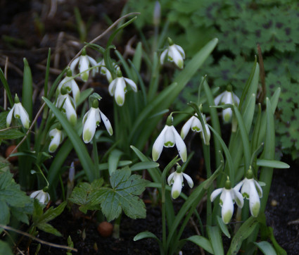 Galanthus nivalis 'Viridapice' – Grünspitziges Schneeglöckchen