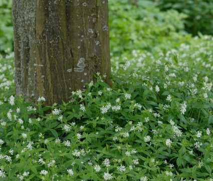 Asperula taurina – Turiner Meister