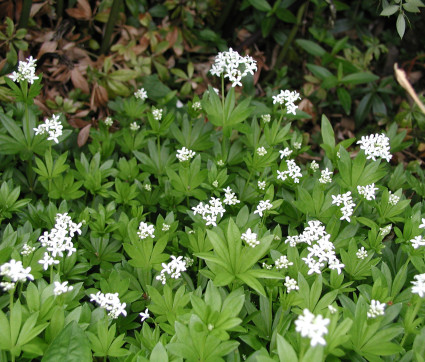 Asperula odorata / Galium odoratum – Echter Waldmeister