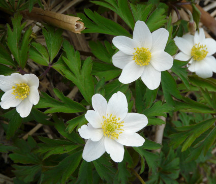 Anemone nemorosa – Busch-Windröschen