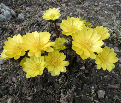 Adonis amurensis hort. – Amur-Adonisröschen