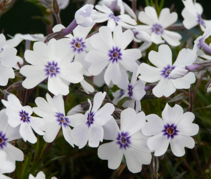 Phlox subulata 'Bavaria'