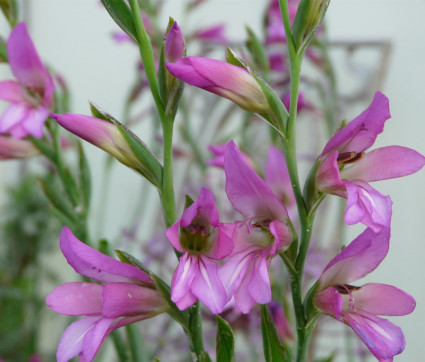 Gladiolus communis ssp. byzantinus 