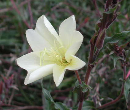 Oenothera odorata 'Sulphurea'