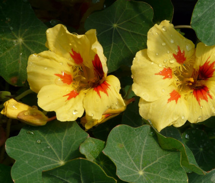 Tropaeolum majus 'Banana Split'