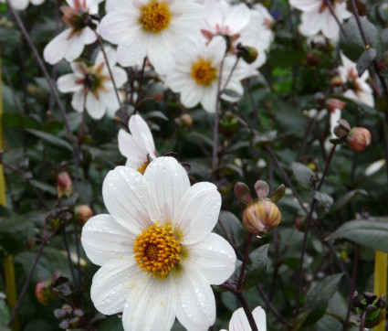 Dahlia 'Bishop Of Dover ®'