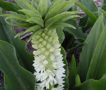 Eucomis bicolor