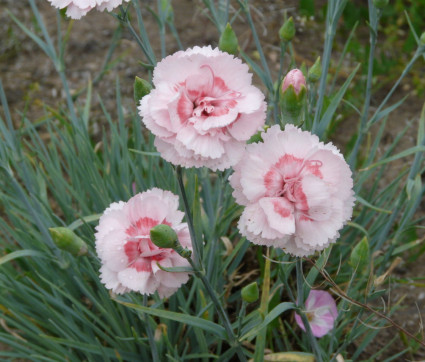 Dianthus Plumarius Hybride 'Doris'