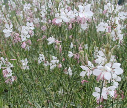 Gaura lindheimeri 'Corries Gold'