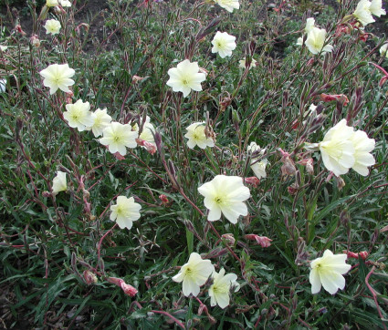 Oenothera odorata 'Sulphurea'