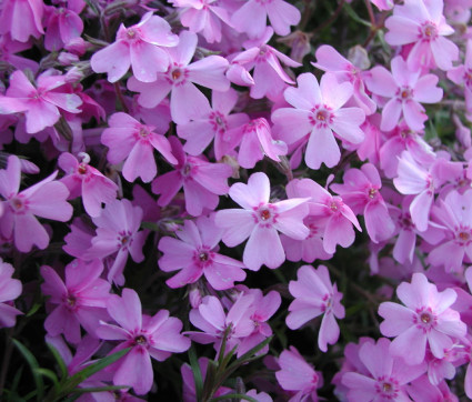 Phlox subulata 'Ronsdorfer Schöne'