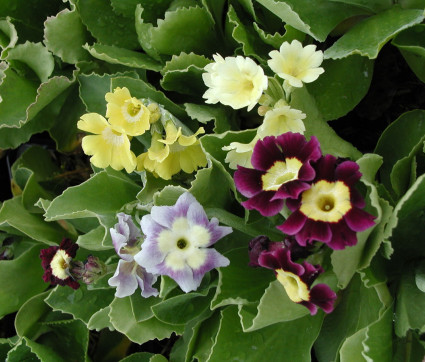 Primula x pubescens - Sämlinge