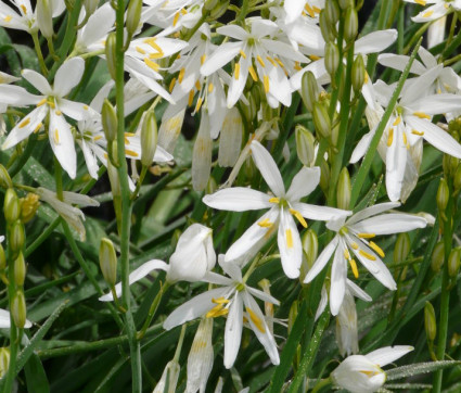 Anthericum lilago