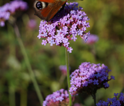 Verbena bonariensis