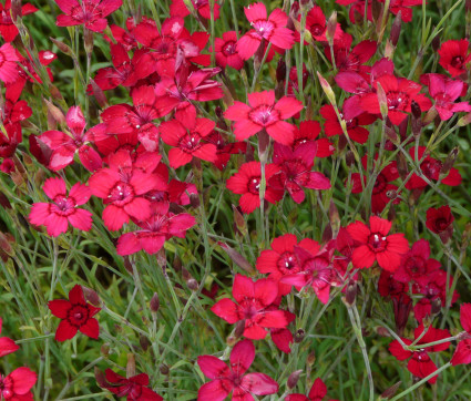 Dianthus deltoides 'Leuchtfunk'