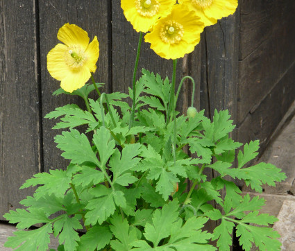 Meconopsis cambrica