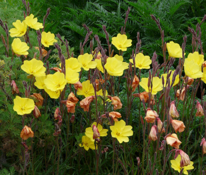 Oenothera odorata