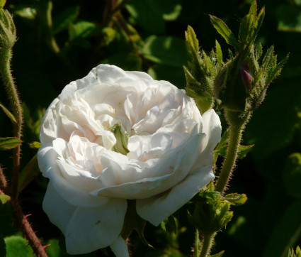 Rosa 'Madame Hardy'