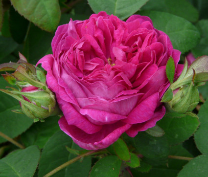 Rosa 'Rose de Resht'