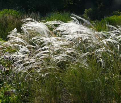 Stipa barbata