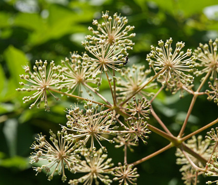 Aralia californica