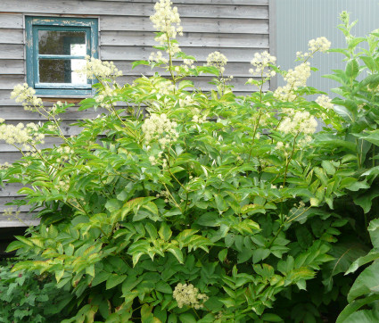 Aralia californica