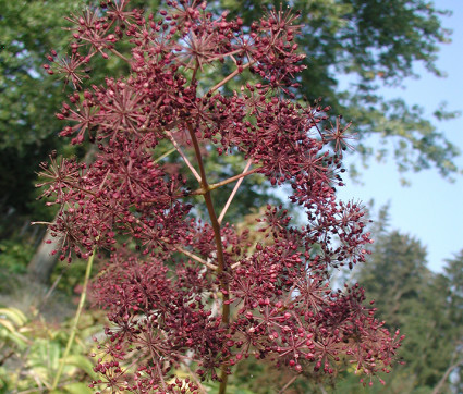 Aralia californica