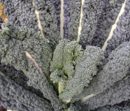 Brassica 'Lerchenzunge'