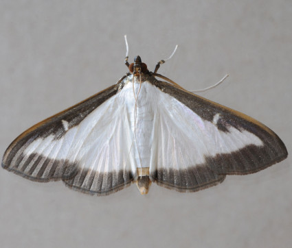 Cydalima perspectalis