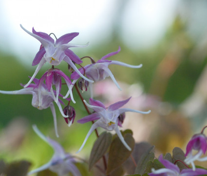 Epimedium grandiflorum 'Chris Norton'