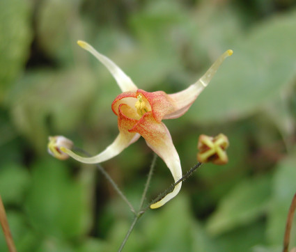 Epimedium Hybride 'Amber Queen'