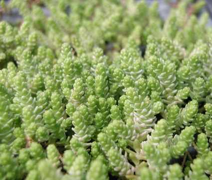 Sedum acre 'Yellow Queen'