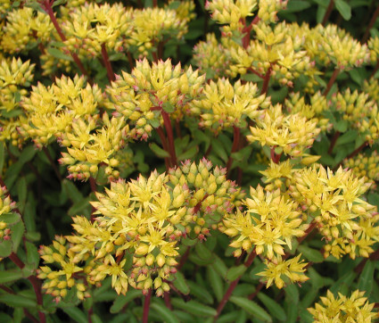 Sedum aizoon 'Euphorbioides Maximum’'