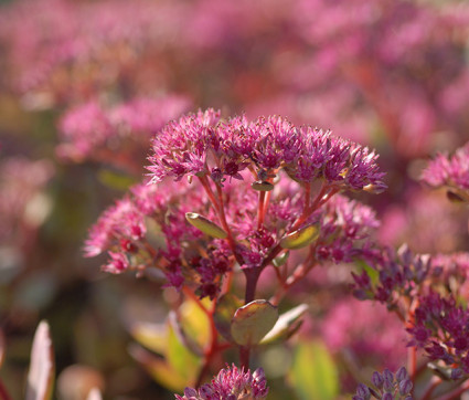 Sedum cauticola 'Robustum'