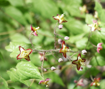 Epimedium alpinum