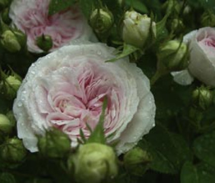 Rosa x alba 'Felicité Parmentier'