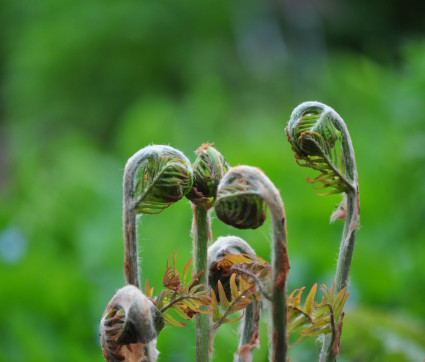 Osmunda regalis ‘Purpurascens’