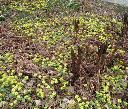 Sporenwedel von Matteucia struthiopteris