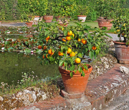 Teich im Garten der Villa Grabau