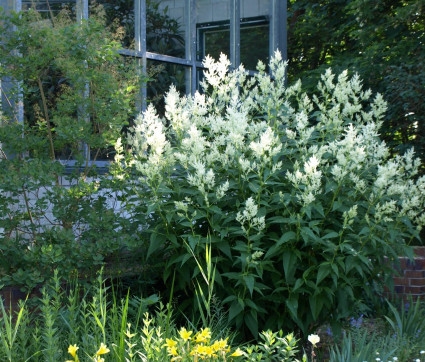 Polygonum polymorphum 'Johanniswolke'