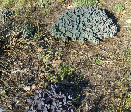 Sedum telephium ssp. Ruprechtii