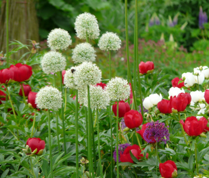 Allium Hybride 'Mount Everest' mit Paeonia peregrina 'Otto Froebel' 