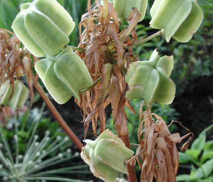 Fritillaria imperalis ‘Husarenstern’