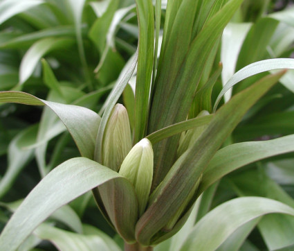 Fritillaria imperalis ‘Aurora’