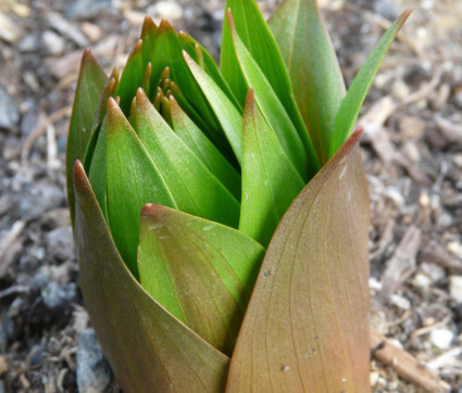 Fritillaria imperialis ‘Lutea Maxima’