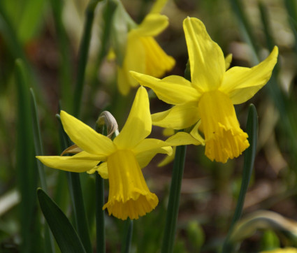 Narcissus ‘February Gold’